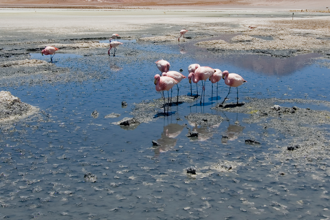 Laguna de altura en Bolivia
