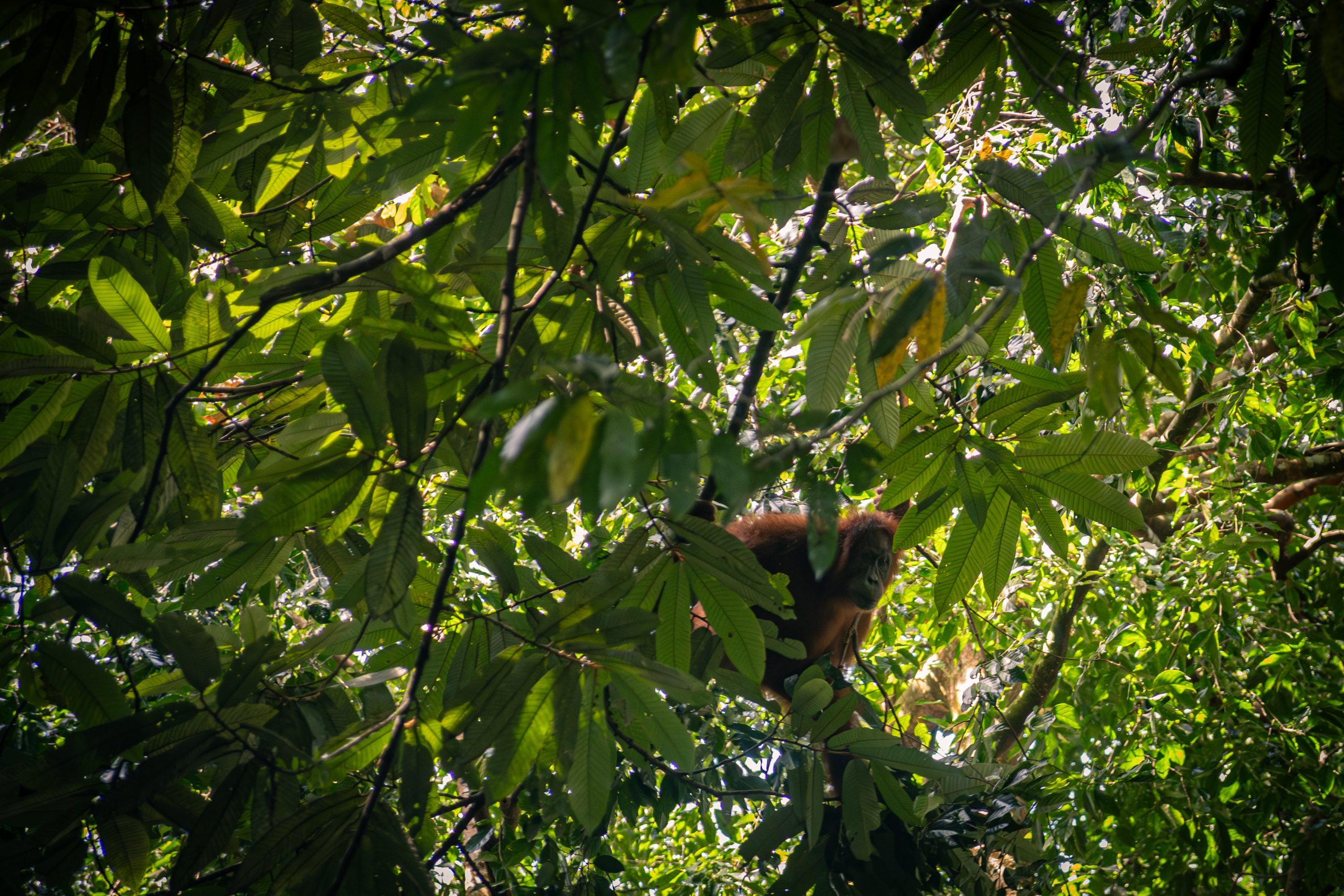 Selva y naturaleza de Sumatra