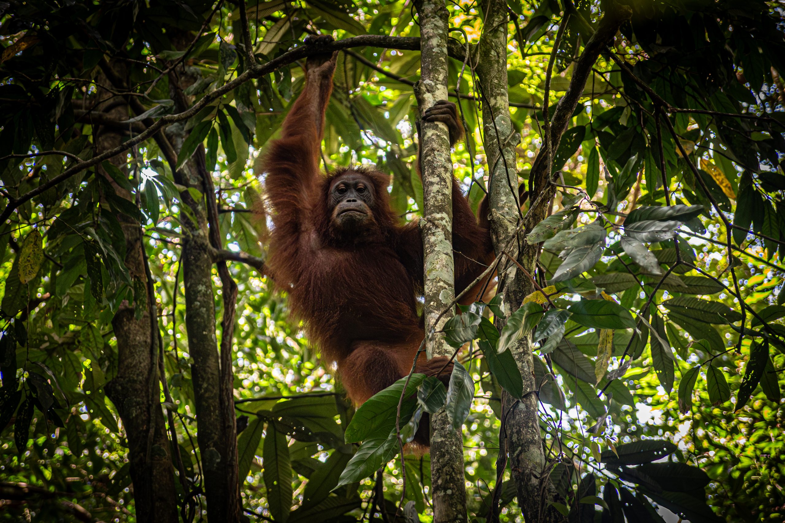 Portada del vídeo vertical de Sumatra