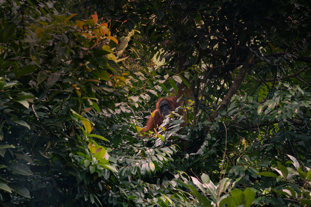 Portada del vídeo horizontal de Sumatra